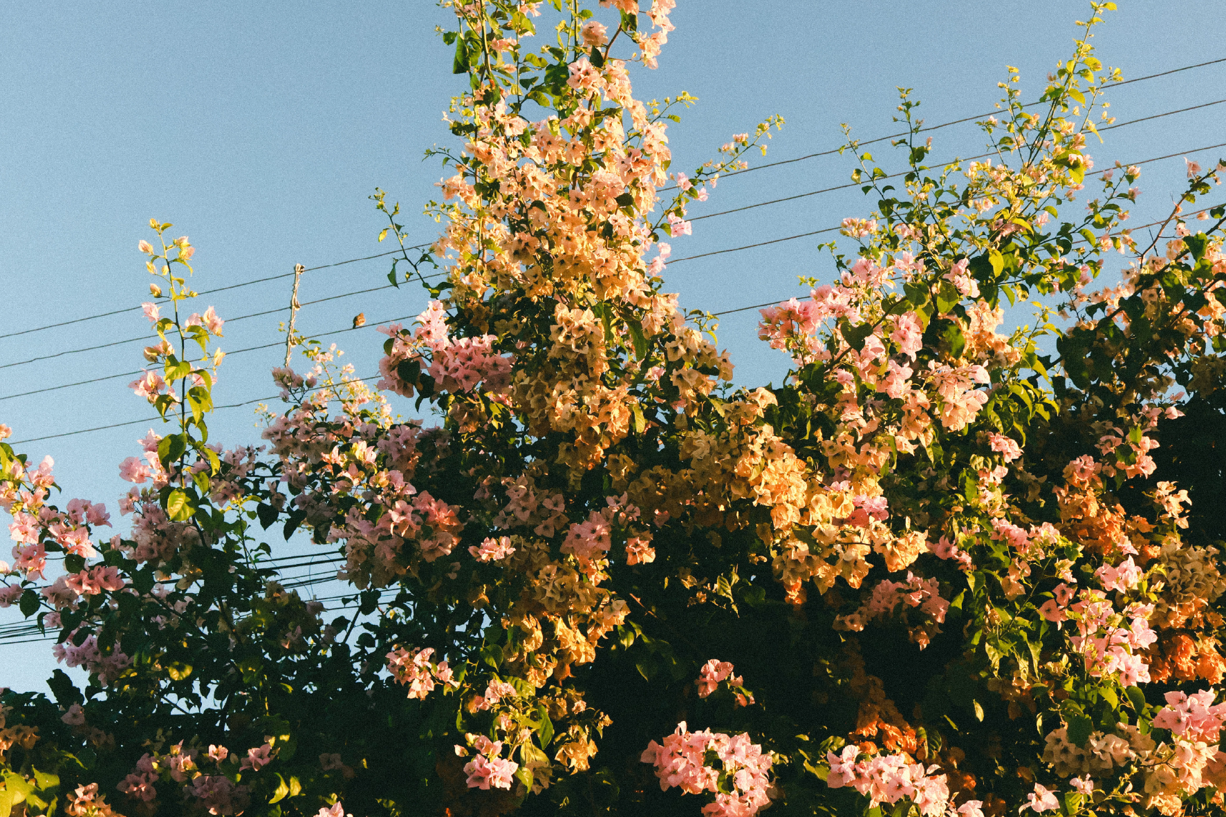 Buganvília em flor.